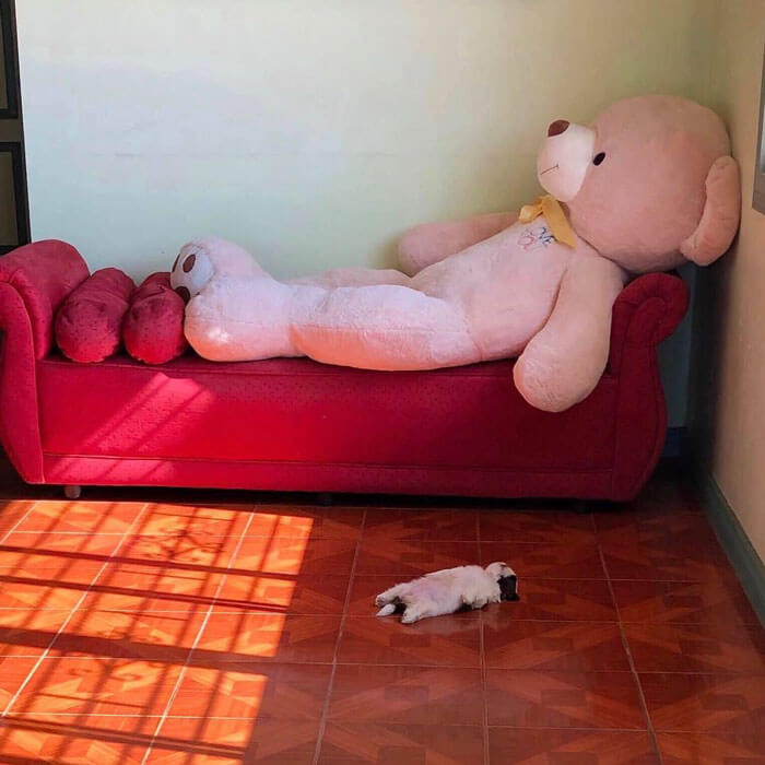 30 Hilariously Adorably Pictures Of Puppy Sleeping As If She Was 'Turned Off' 30 Hilariously Adorably Pictures Of Puppy Sleeping As If She Was 'Turned Off'