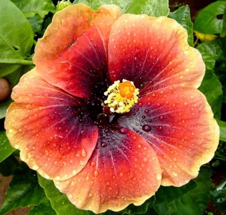Hibiscus/Joba flower_019