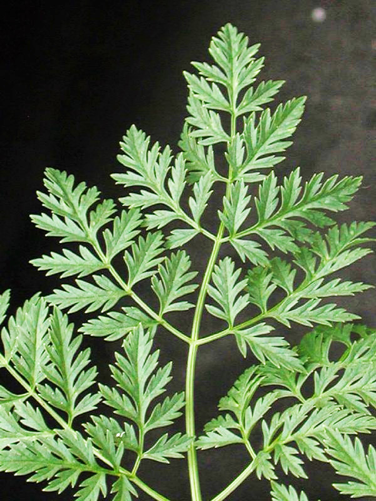 arbustosensevillaencinarosa Conium maculatum / cicuta / cicuta mayor arbustosensevillaencinarosa Conium maculatum / cicuta / cicuta mayor