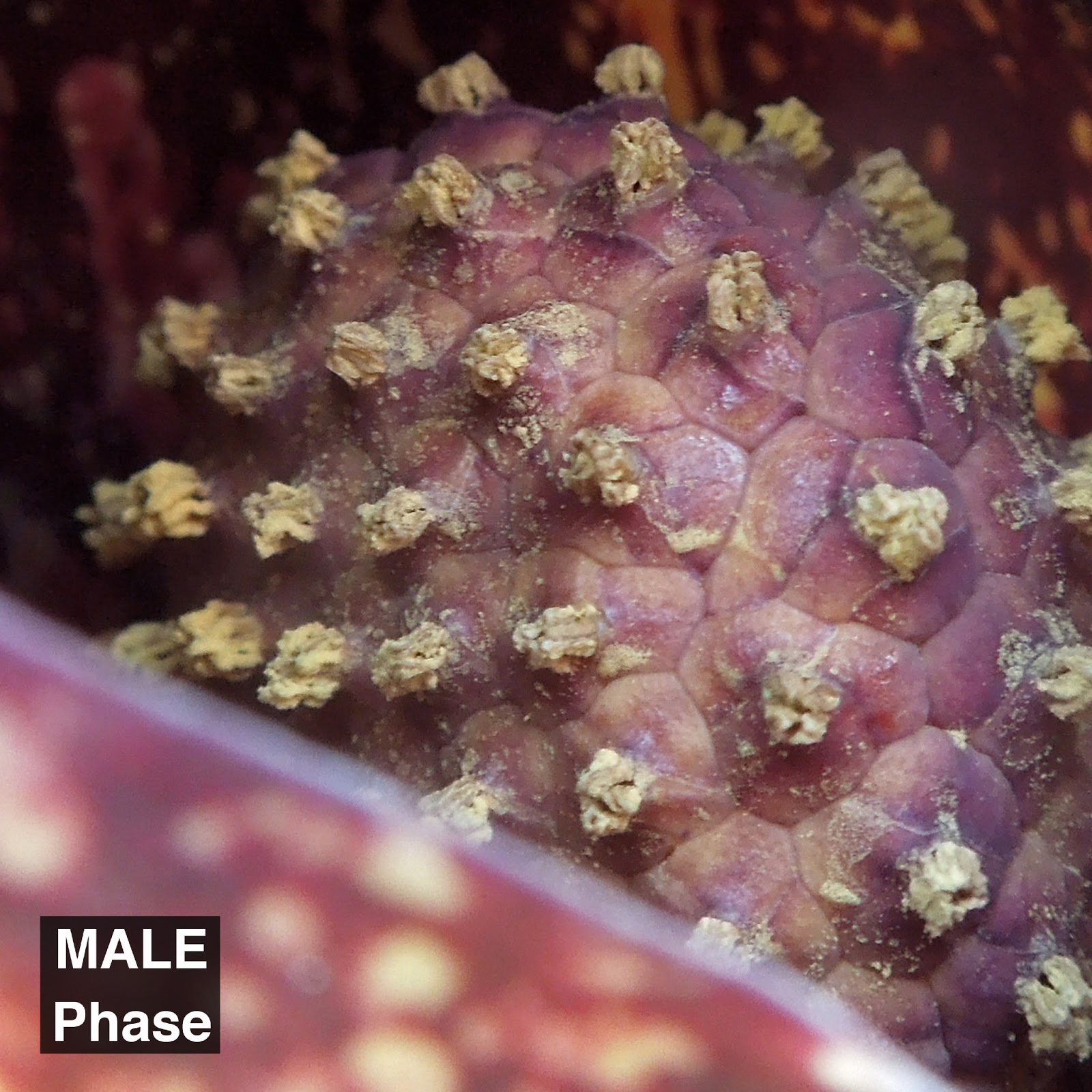 Illinois Natural History Survey: Skunk Cabbage - Symplocarpus foetidus