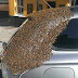 SWARM OF BEES FOLLOWS CAR FOR 2 DAYS TO RESCUE QUEEN TRAPPED IN BACK!