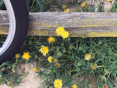 Conicosia is a genus of succulent plants in the ice plant family native to southern Africa. Conicosia is a genus of succulent plants in the ice plant family native to southern Africa.