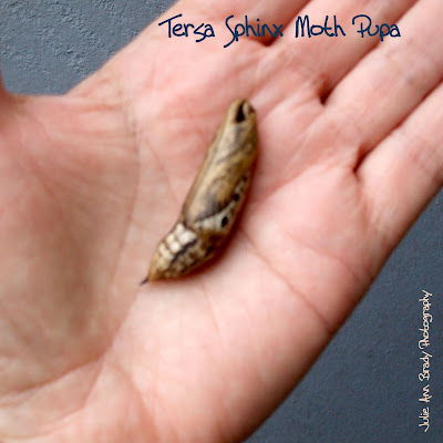 Tersa Sphinx Moth Pupa - Leesburg, Florida, December 21, 2016 Tersa Sphinx Moth Pupa - Leesburg, Florida, December 21, 2016