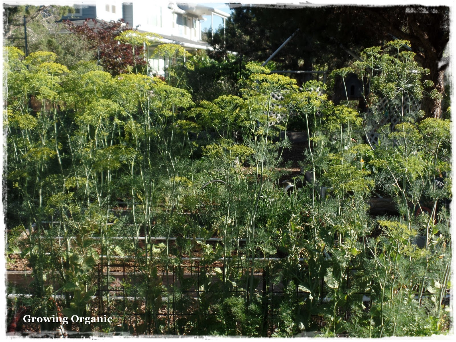 Growing Organic Saving Dill Seed