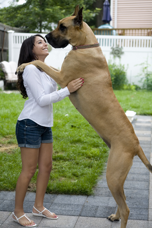 great dane big dog breeds