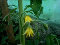 etaj floral tomate insertie florala tomate