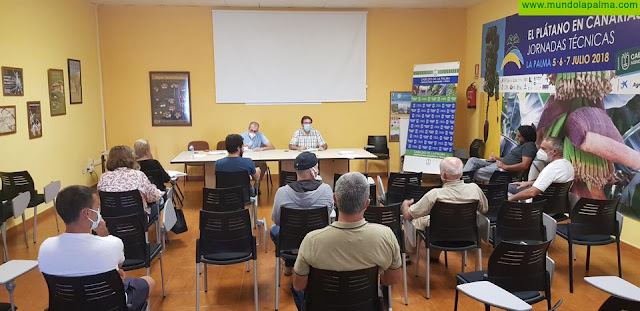 Agricultura sienta las bases para el despegue del cultivo del olivo y la producción de aceite en La Palma