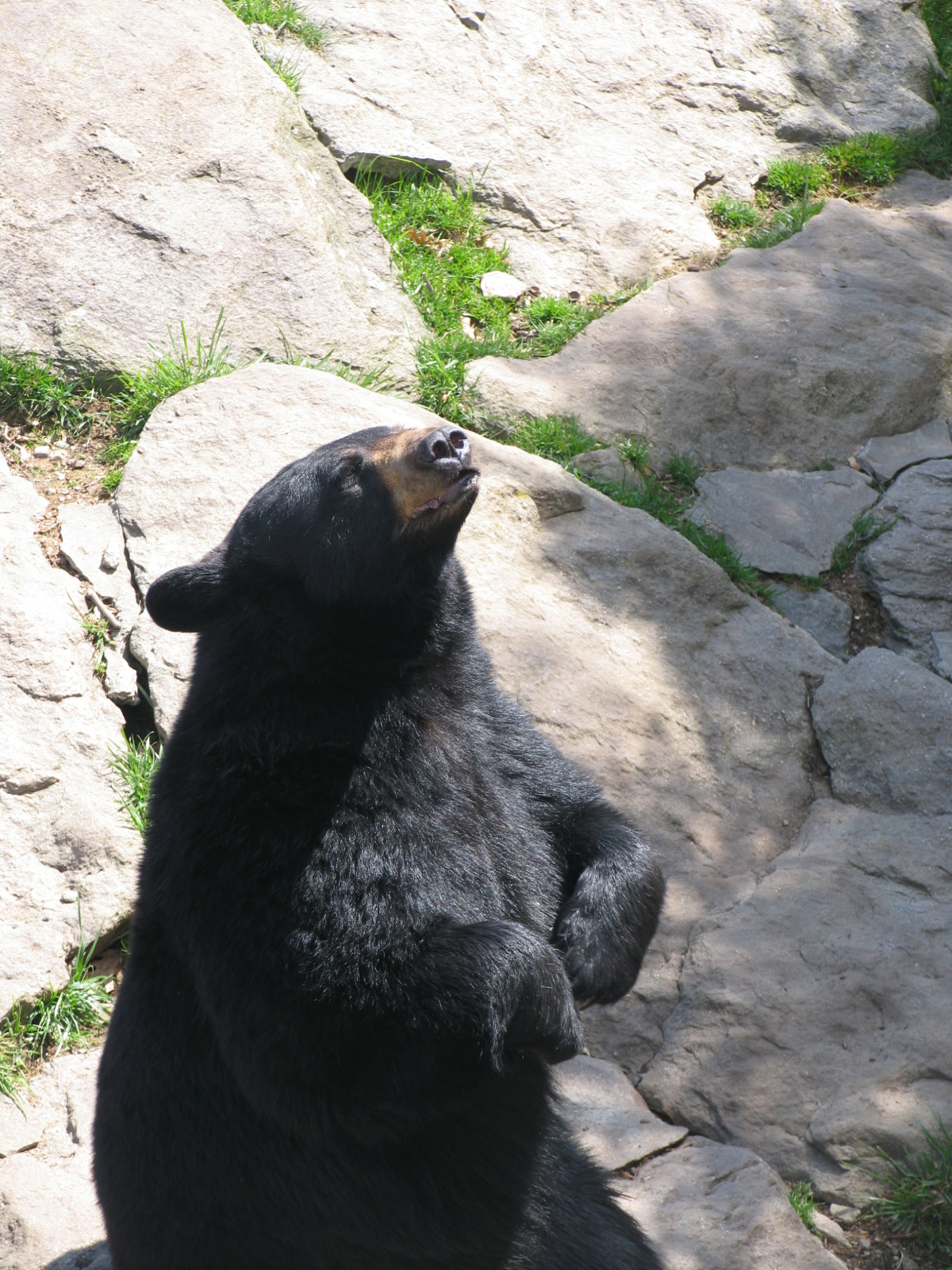 Black Bears - Grandfather Mountain