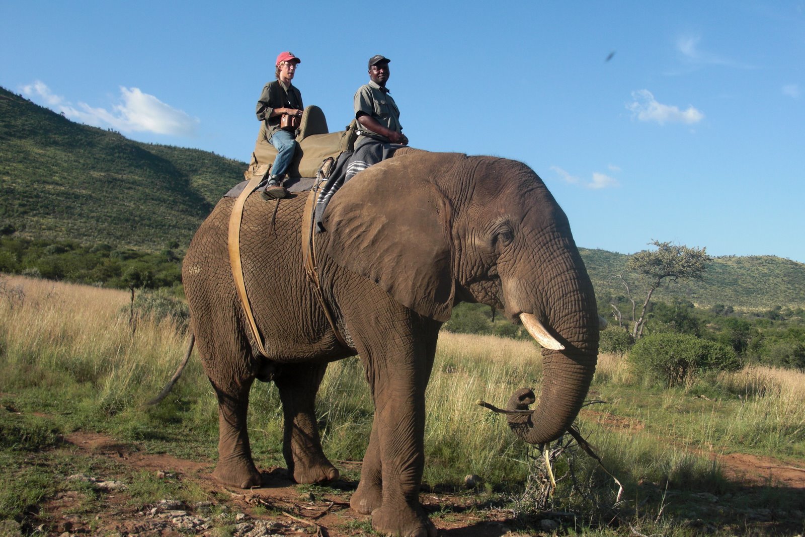 Christian in Africa Yes, that is a real elephant