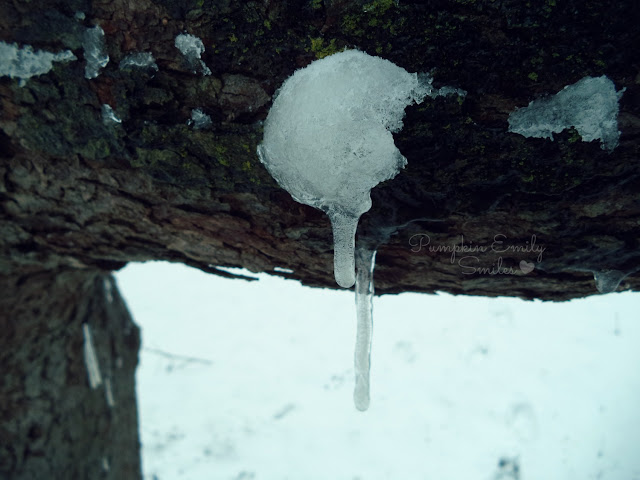 A icicle hanging on a tree