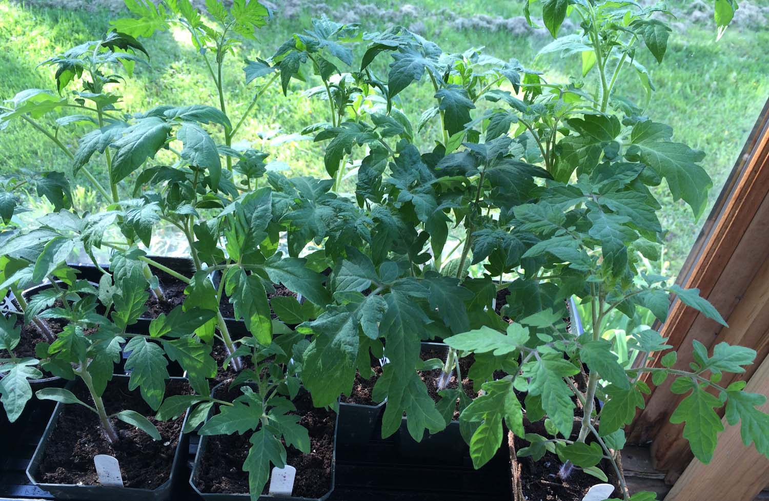 husk tomato plants for sale husk tomato plants for sale