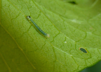 Agrius convolvuli caterpillar Agrius convolvuli caterpillar