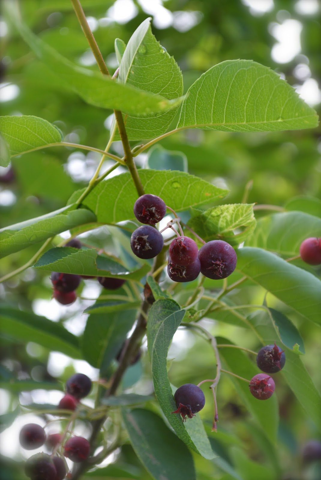 Serviceberry Cake Recipes Serviceberry Cake Recipes