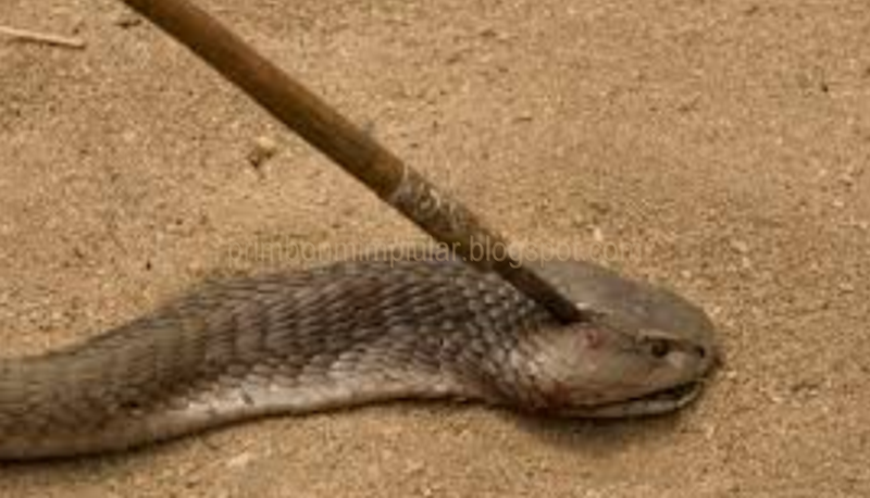 83 Gambar Ular Hitam Kecil Paling Keren 83 Gambar Ular Hitam Kecil Paling Keren