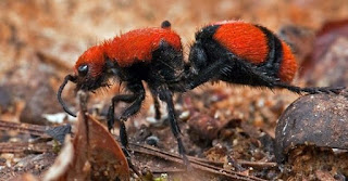 Formiga-de-veludo - uma vespa peluda e colorida Como as fêmeas não têm asas, elas se assemelham à formigas de tamanhos que vão de 5 a 50mm, com algumas podendo ser maiores que uma moeda grande. Sua coloração chamativa é um alerta para afastar possíveis predadores.