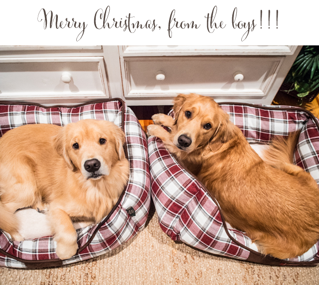 Golden Retriever Christmas Golden Retriever Christmas