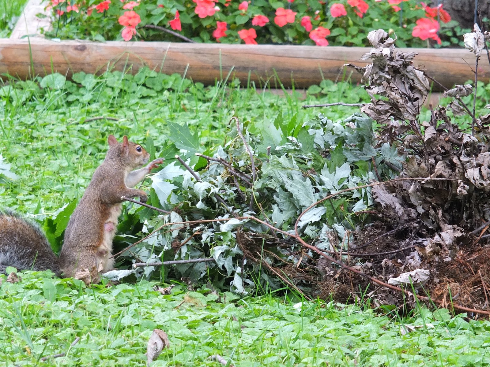 A Homeschool Story Real Backyard Nature Study
