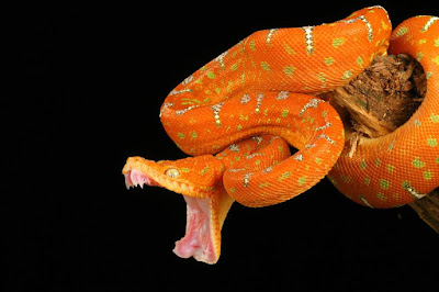  Herpertophobia, fear of reptiles, fear of snakes