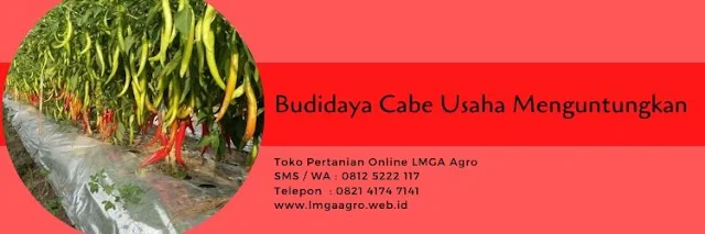 benih cabe,budidaya cabe,tanaman cabe,usaha pertanian,lmga agro