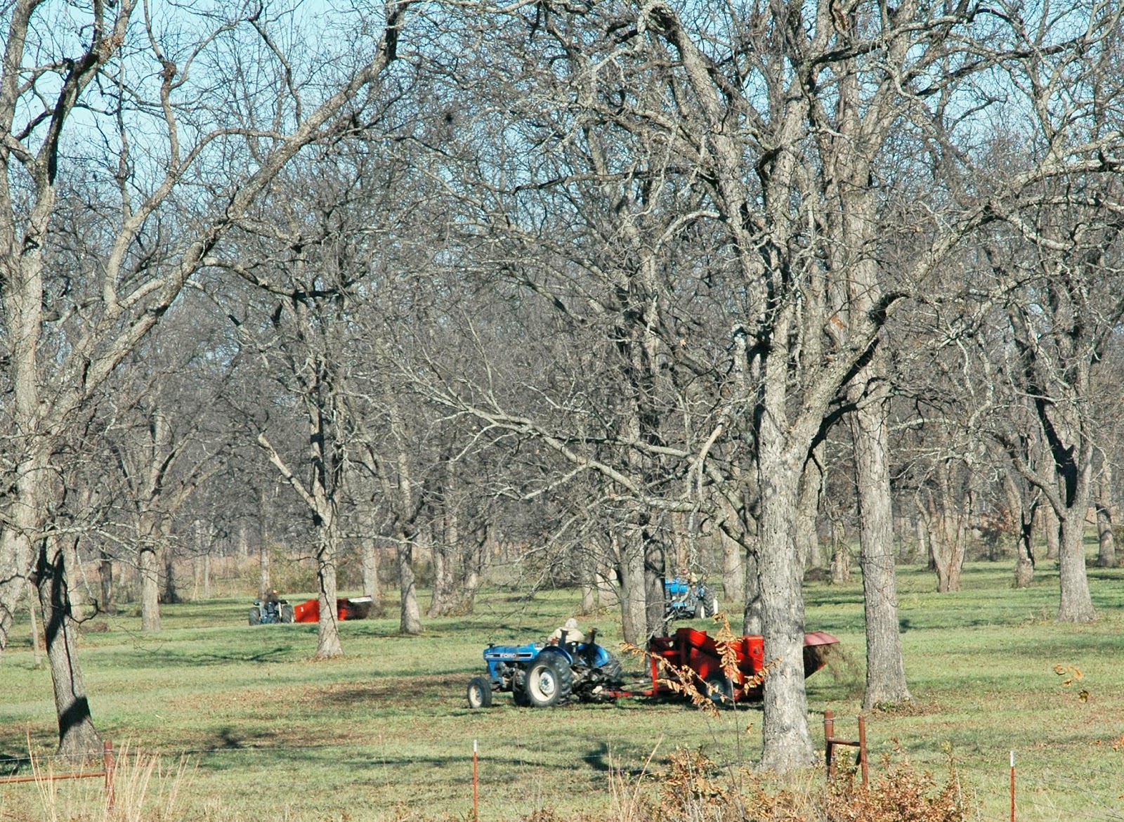 Northern Pecans Thanksgiving harvest