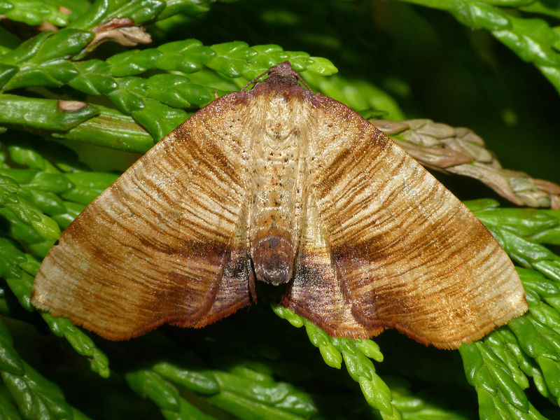The Garden Moth Challenge Whetstone, Leics. Update
