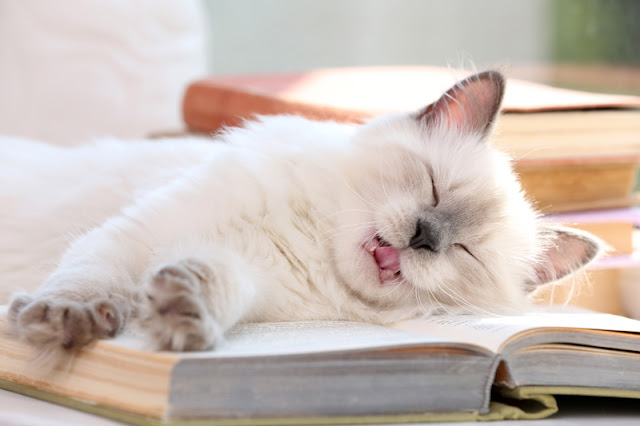 Beautiful white cat sleeps on a book - useful resources for cat and dog people