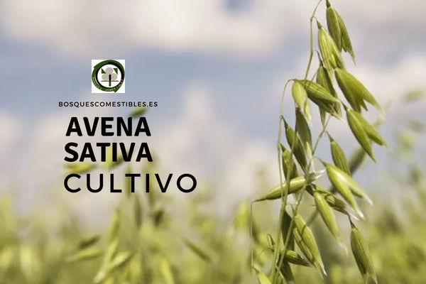 El cultivo de la avena, Avena sativa, comienza con la preparación del suelo.