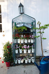 greenhouse plants hardening them garden capacity filled go