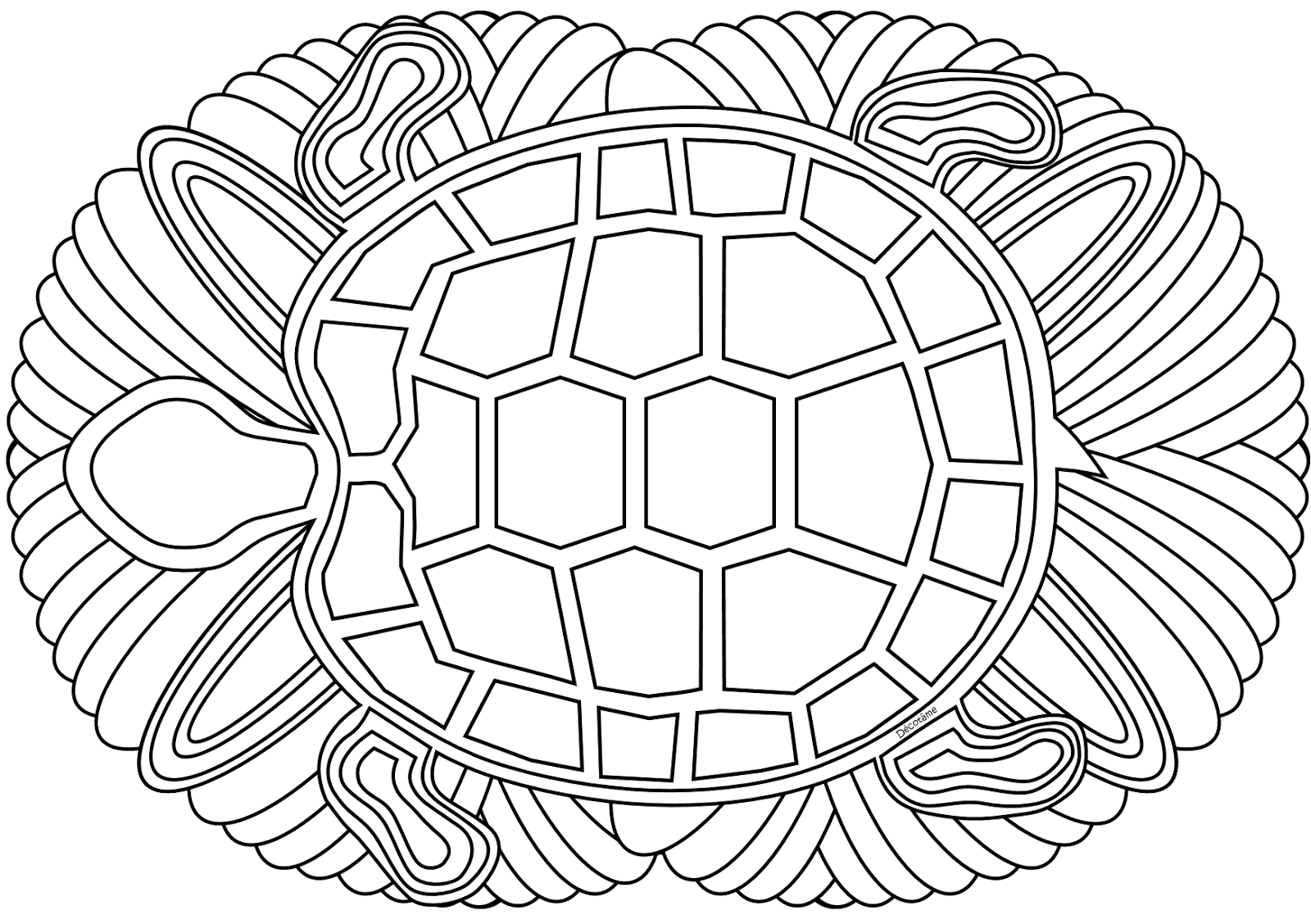 abreuvement tortue hermann