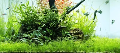 cara membuat aquascape