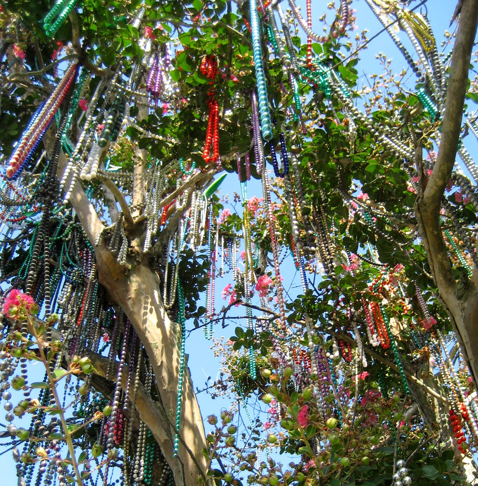 pictures of mardi gras trees