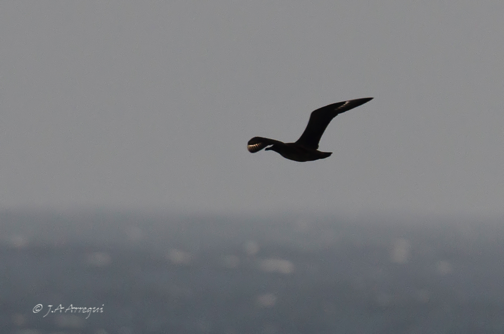 Pagalo grande, Stercorarius skua, Great Skua Pagalo grande, Stercorarius skua, Great Skua