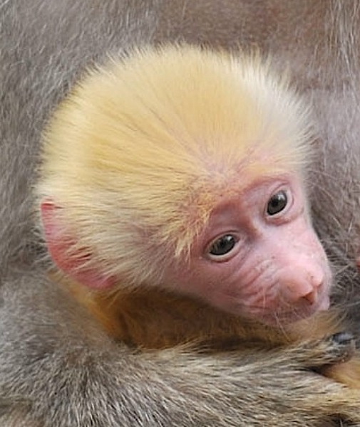 Baby Animals: Baboon infant 19
