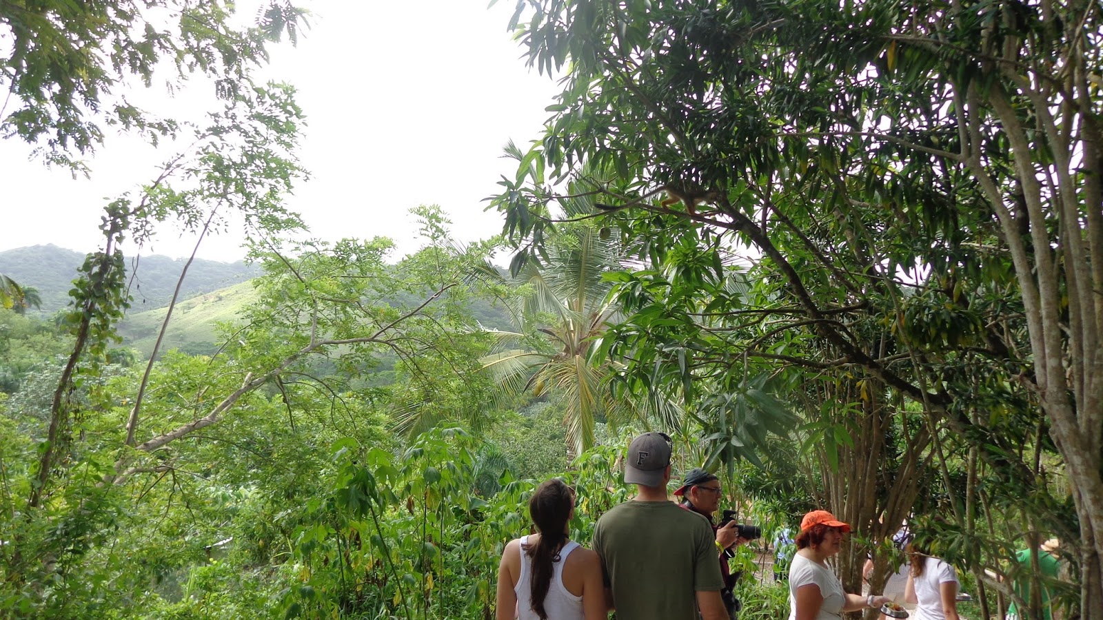 Reforestation and the Medicinal Uses of Trees Liliana Usvat Research