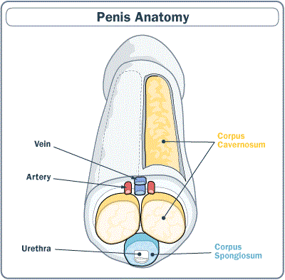 Mărirea penisului în mod natural prin exerciții pentru masajul penisului – Forța masculină