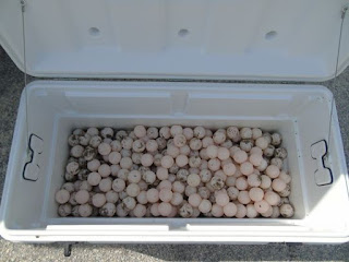 cooler full of sea turtle eggs, loggerhead sea turtle eggs