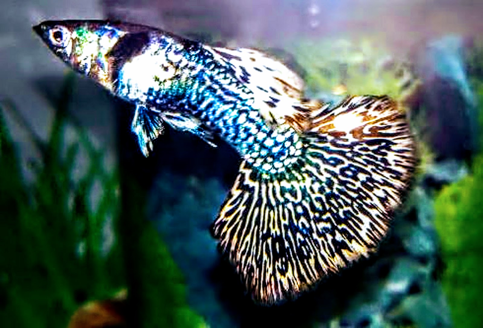 What size tank do you need for guppies FISH