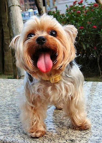 What is a Yorkshire Terrier