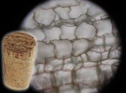 células de un corcho a través de un microscopio