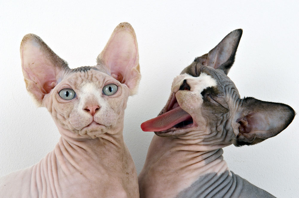 Funny Sphynx Cats New Nice Pictures 2913 | Funny Animals