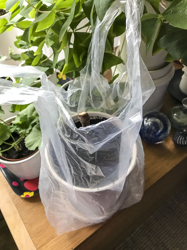 fikonträd, figtree fikonträd, figtree
