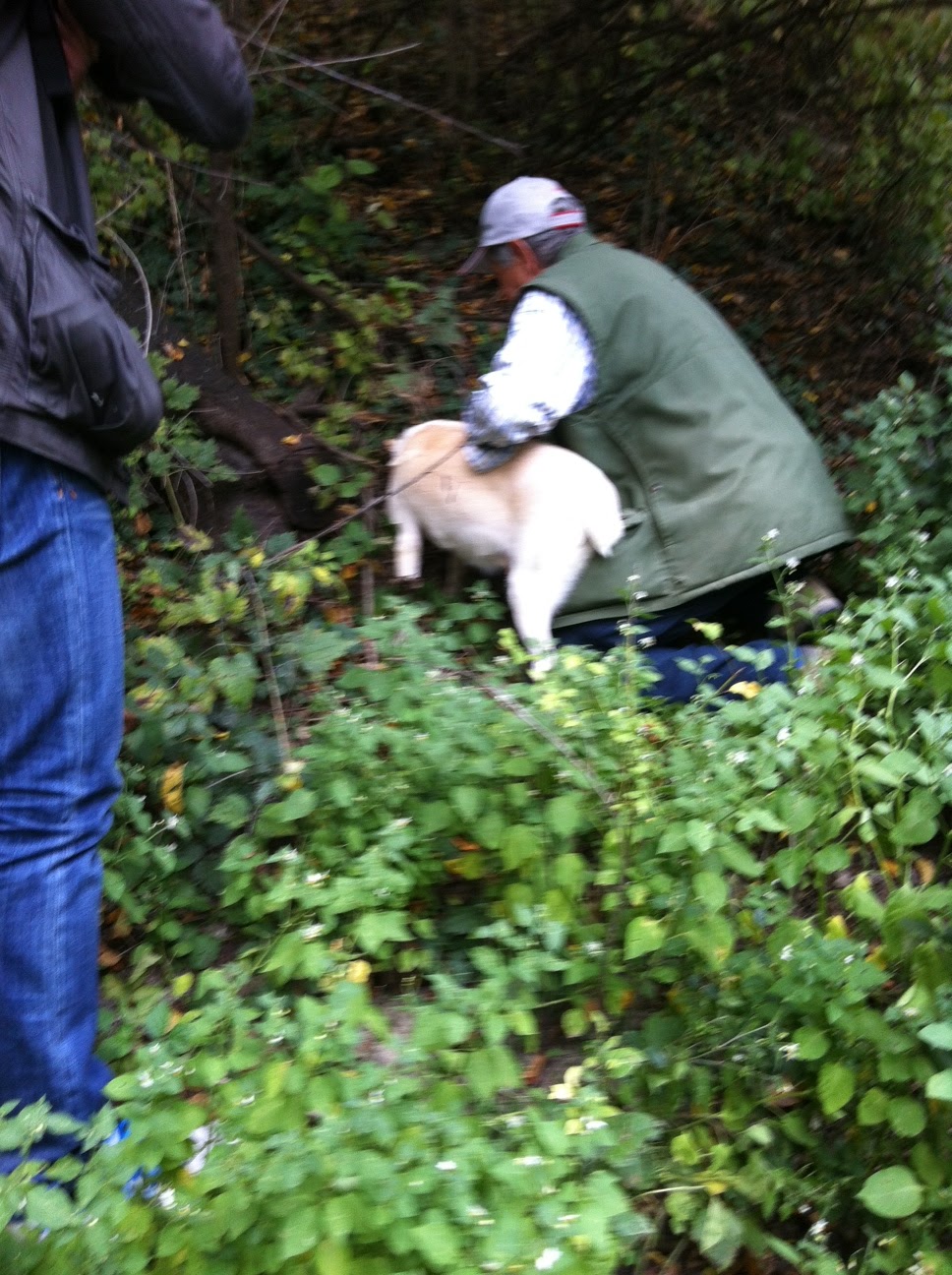 Wine Mise en abyme Truffle hunting in wine country Decanter's