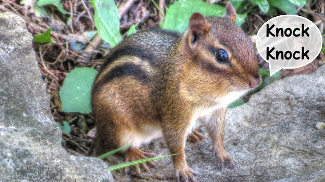 Chipmunk Wood Knocking "Clucking" Sound