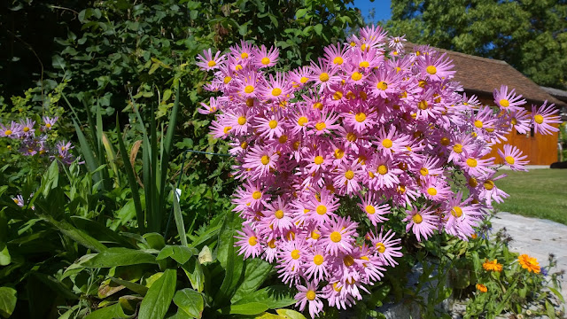 Herbstchrysanthemen (c) by Joachim Wenk Herbstchrysanthemen (c) by Joachim Wenk