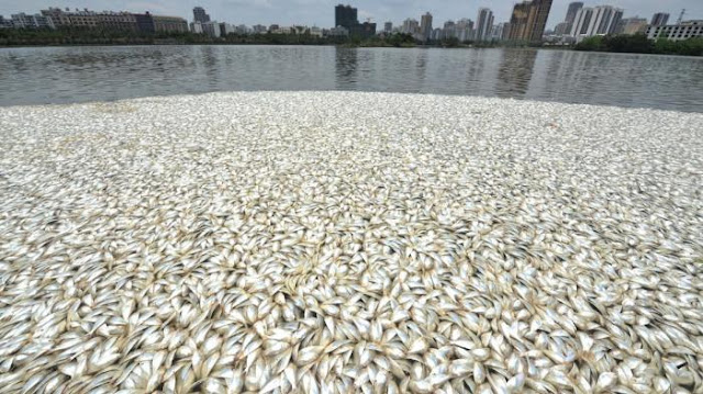 Kondisi iklim ekstrem sebabkan kematian ikan di Australia