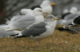 Lesser Black-backed Gull X herring Gull hybrid Newfoundland