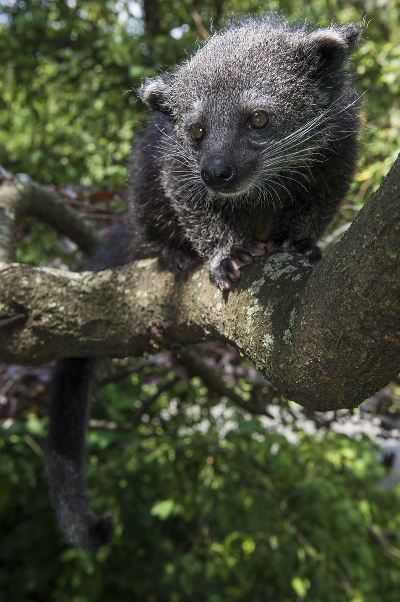 Baby Animals: Baby Binturong 5