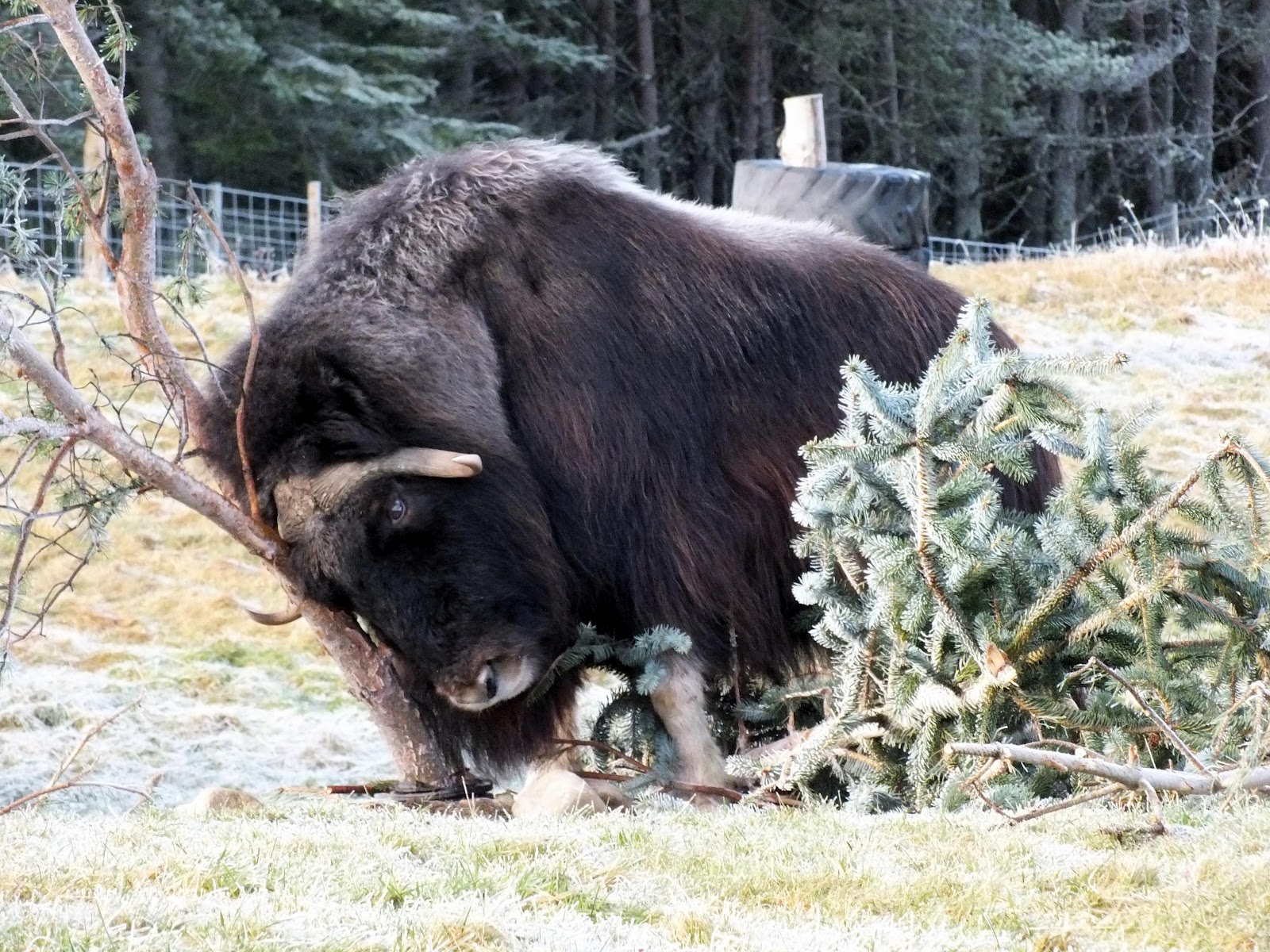 Musk Ox -male w/calf on Kougarok Rd- (Nome, Alaska)