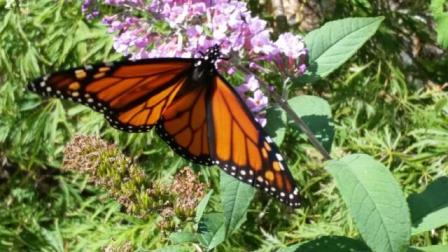 Enfield Garden Club