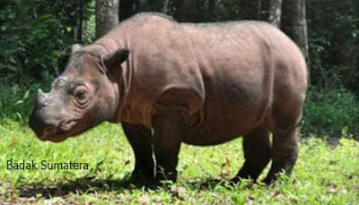 Iucn Badak Sumatera Terancam Punah Mahessablog Blog Pribadi